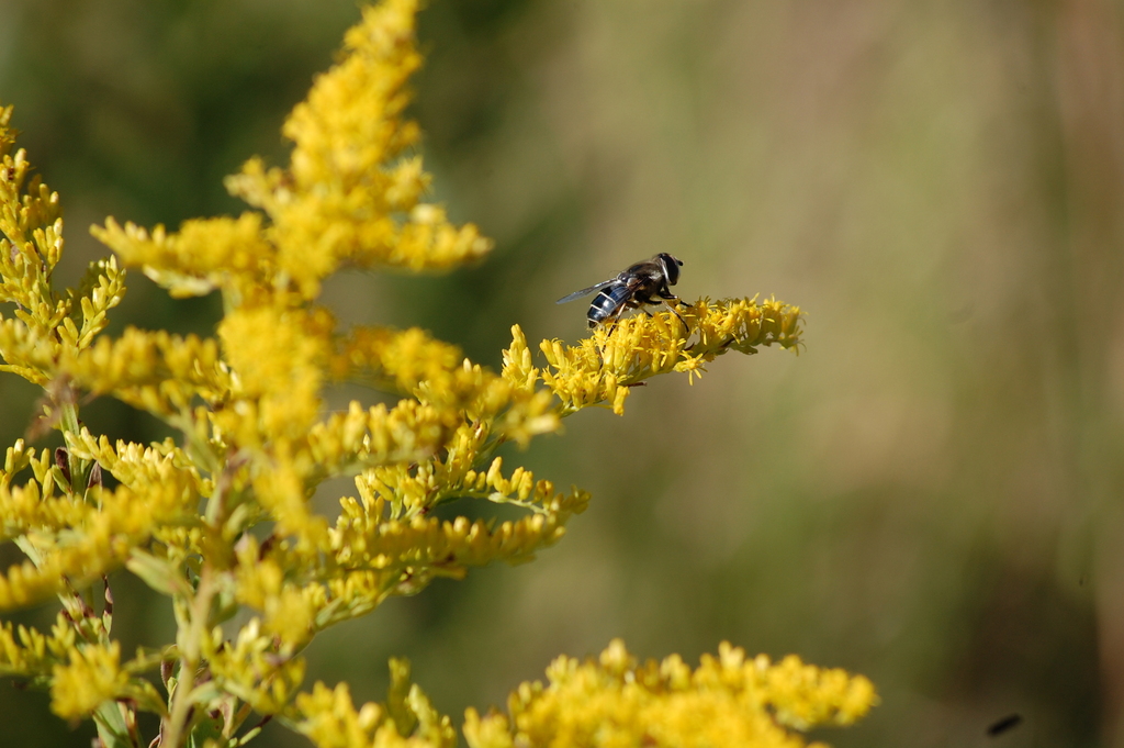 Eoseristalis from 3044 Broadway Extended, Greenville, MS 38703, USA on September 30, 2022 at 10