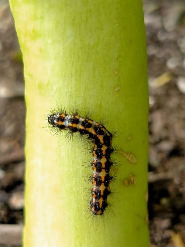 New Zealand Magpie Moth from Woodham Rd near Avonside Dr, Linwood