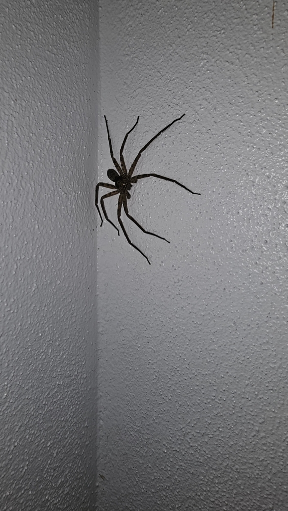Giant Huntsman Spiders from Airlie Beach QLD 4802, Australia on