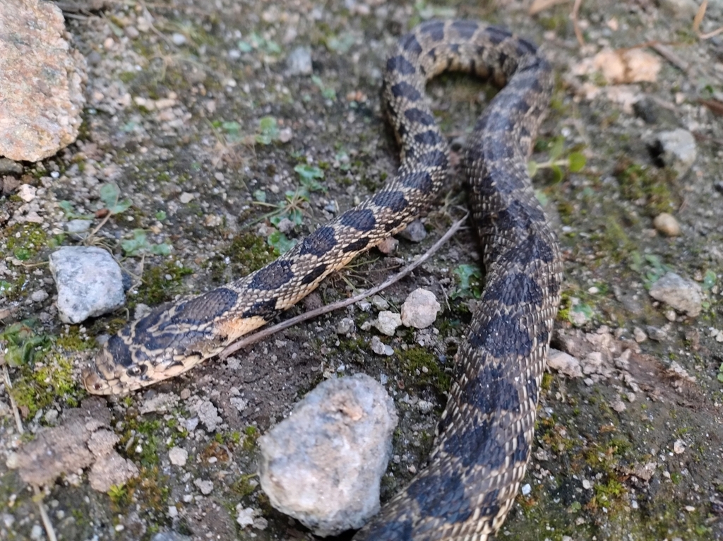 Horseshoe Whip Snake from Bonfim, Porto, Portugal on February 2, 2024
