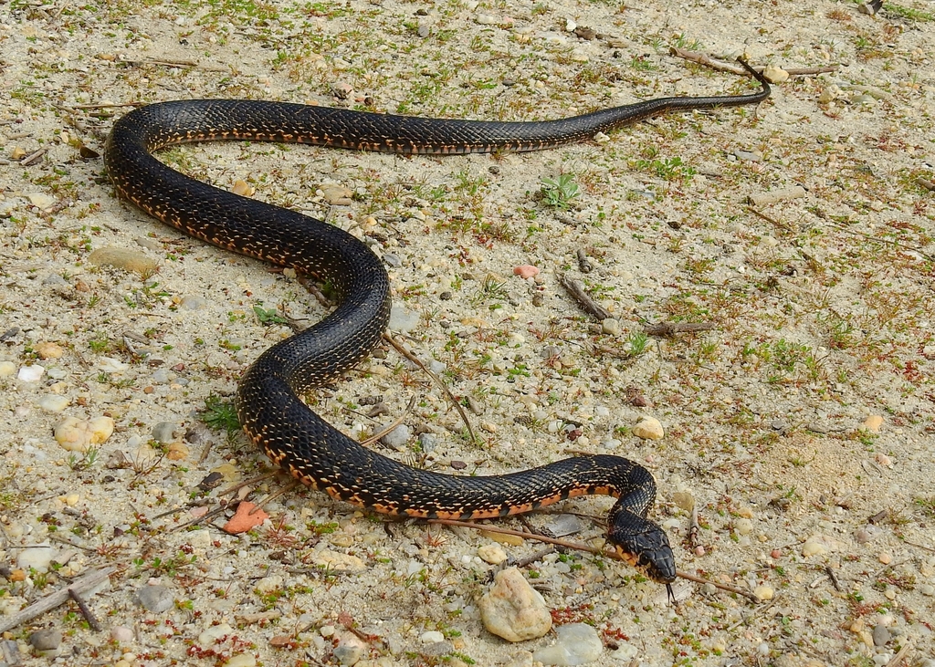 Horseshoe Whip Snake from 2810262 Almada, Portugal on February 7, 2024
