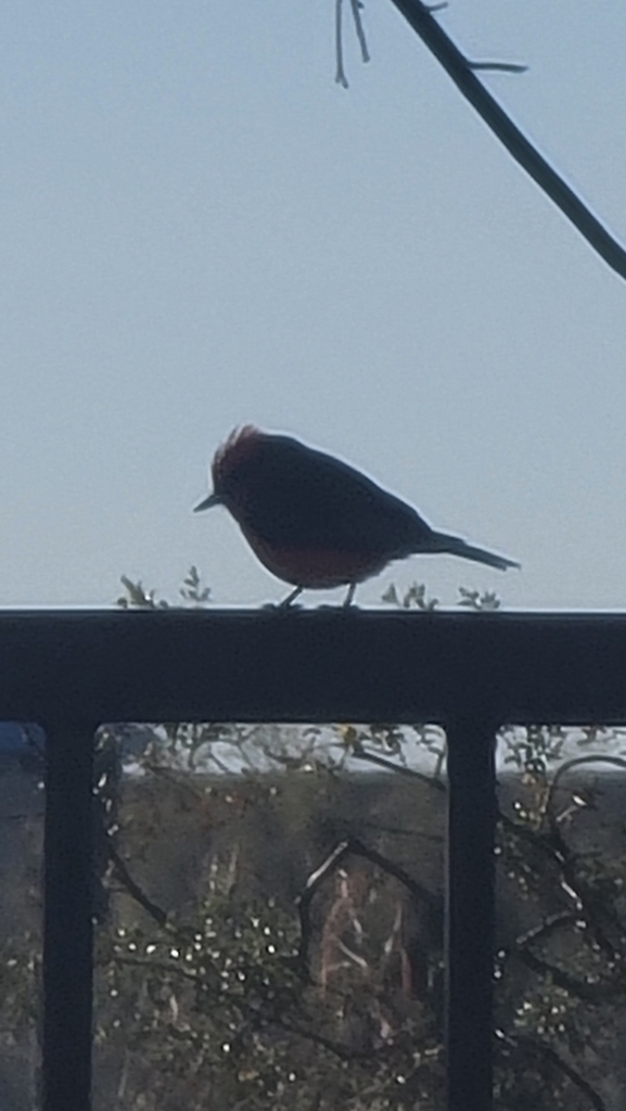 Vermilion Flycatcher from Miramonte at the River, Tucson, AZ, USA on