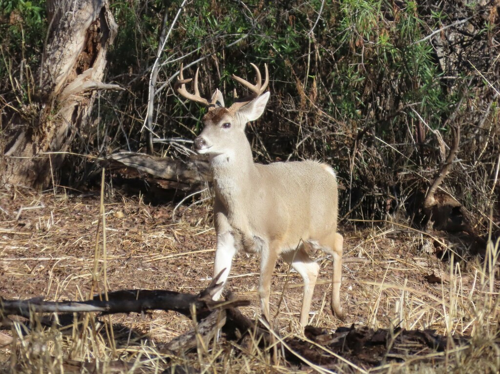 Whitetailed Deer from 150 Blue Heaven Road, Patagonia, AZ 85624, USA