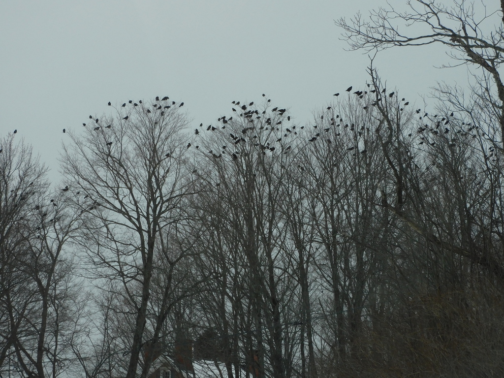 American Crow from 1944 Hebert Rd, Williamstown, VT 05679, USA on