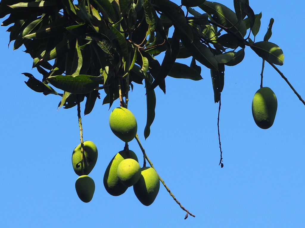 Indian mango (Oakville’s Plant Species) · iNaturalist
