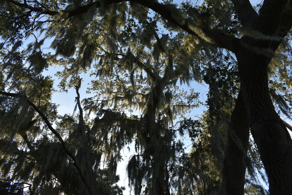 southern live oak from Lakewood Estates, St. Petersburg, FL, USA on