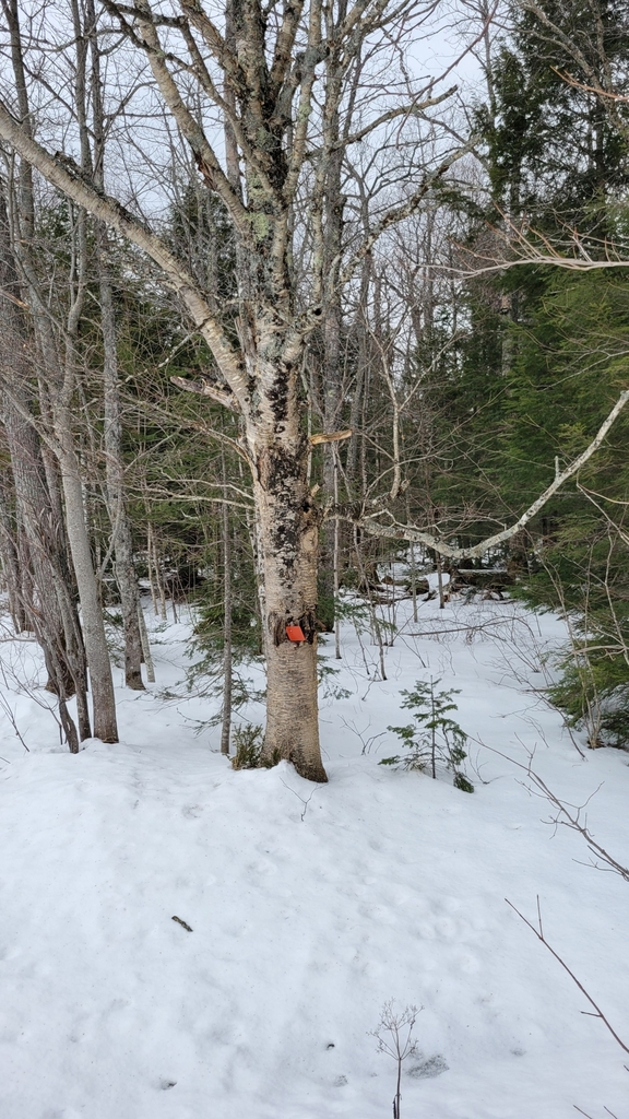 yellow birch from Skandia Township, MI 49885, USA on February 12, 2024