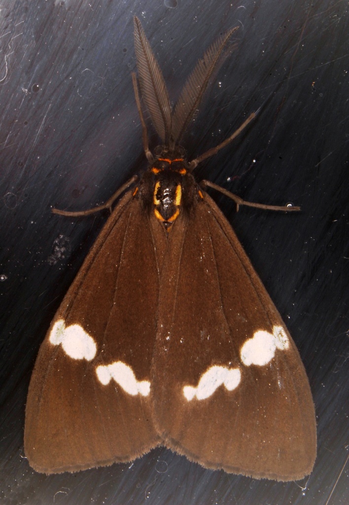 New Zealand Magpie Moth from 141 State Highway 1, Waitahanui 3378, New
