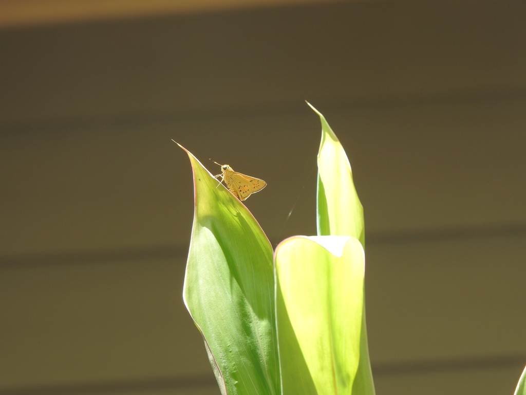 Yellow Palm Dart from Brisbane QLD, Australia on February 22, 2024 at