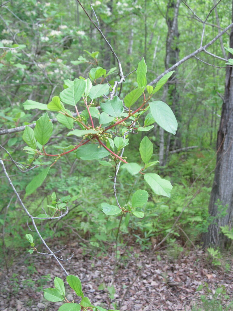 alder buckthorn from Hercules Dr, Colchester, VT 05446, USA on May 22