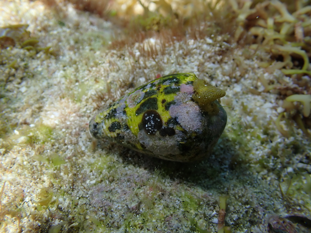 Blackandwhite Cone Snail from Lord Howe Island, AUNS, AU on February
