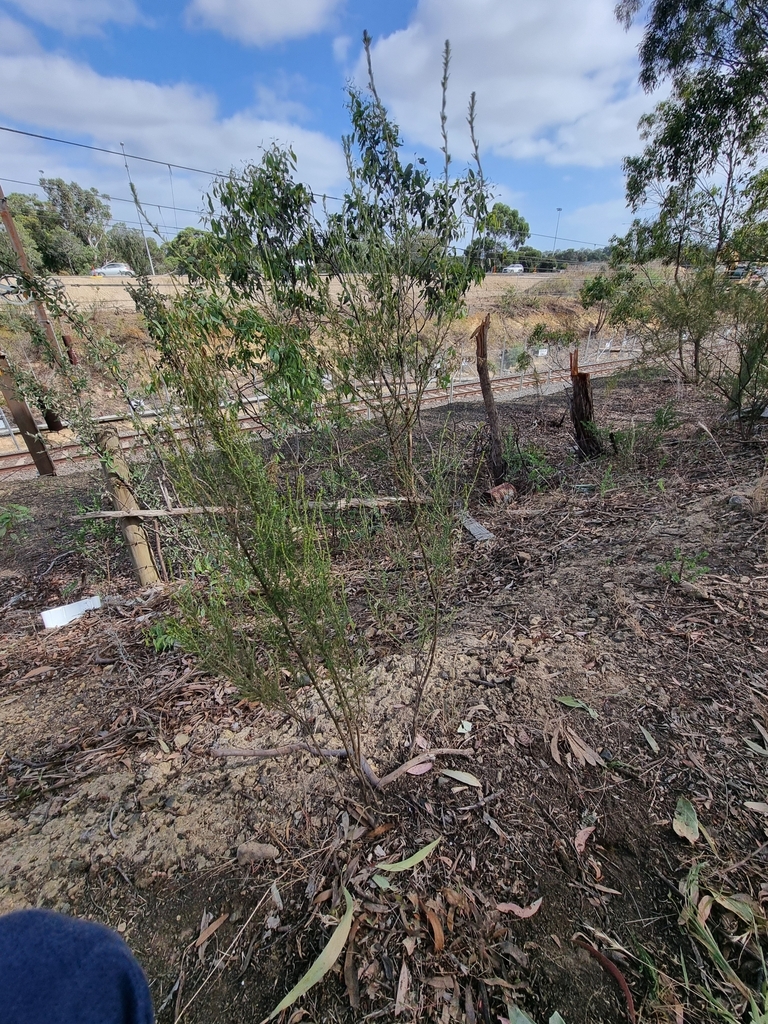 Sifton Bush from Greensborough VIC 3088, Australia on February 24, 2024