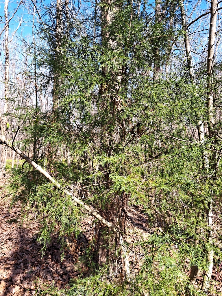 eastern redcedar from Krotz Springs, LA 70750, USA on February 24, 2024