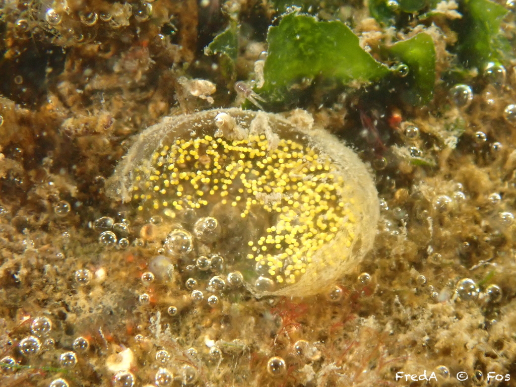 Japanese Bubble Snail from FossurMer, France on February 24, 2024 at