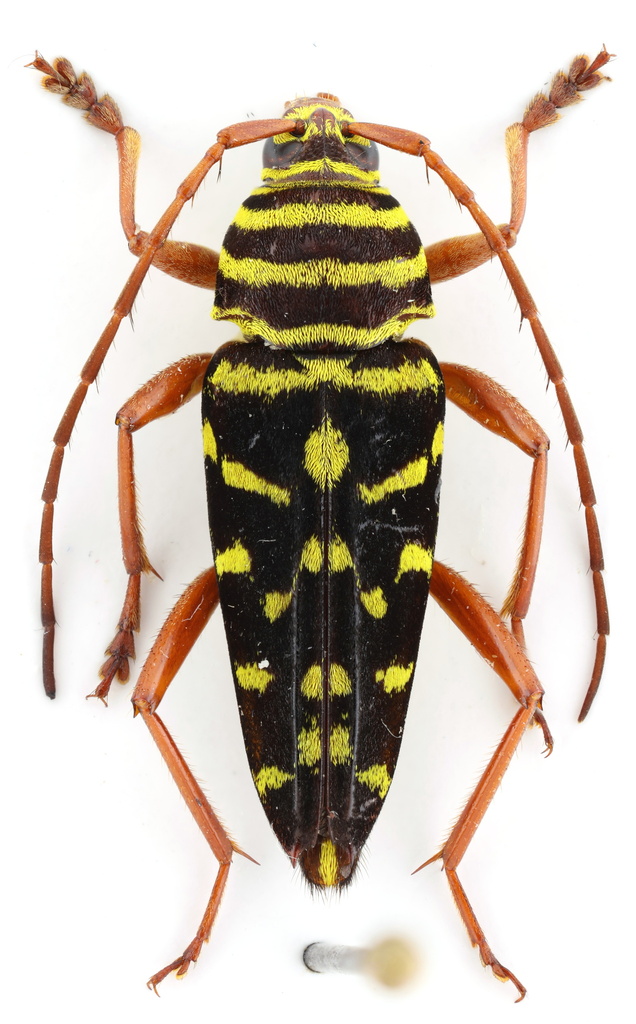 Mesquite Borer from Punta Cana, Dominikánská republika on June 11, 2023