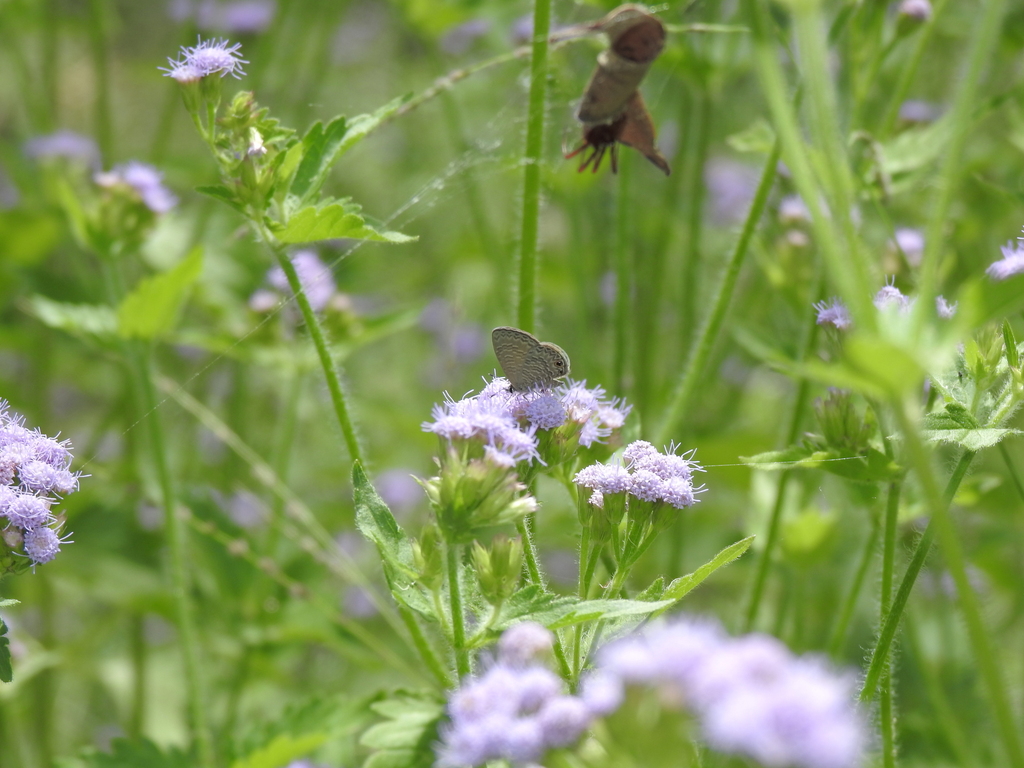 Tailless Lineblue from Tablelands QLD 4680, Australia on February 28