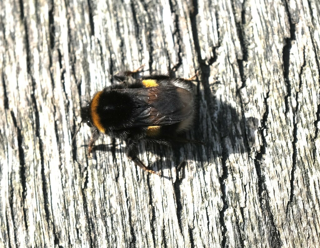 Buff-tailed Bumble Bee from 31655 Stadthagen, Deutschland on March 3