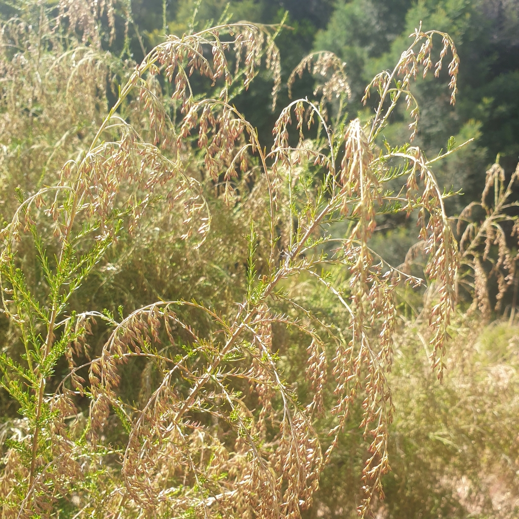 Sifton Bush from Mornington VIC 3931, Australia on March 6, 2024 at 10