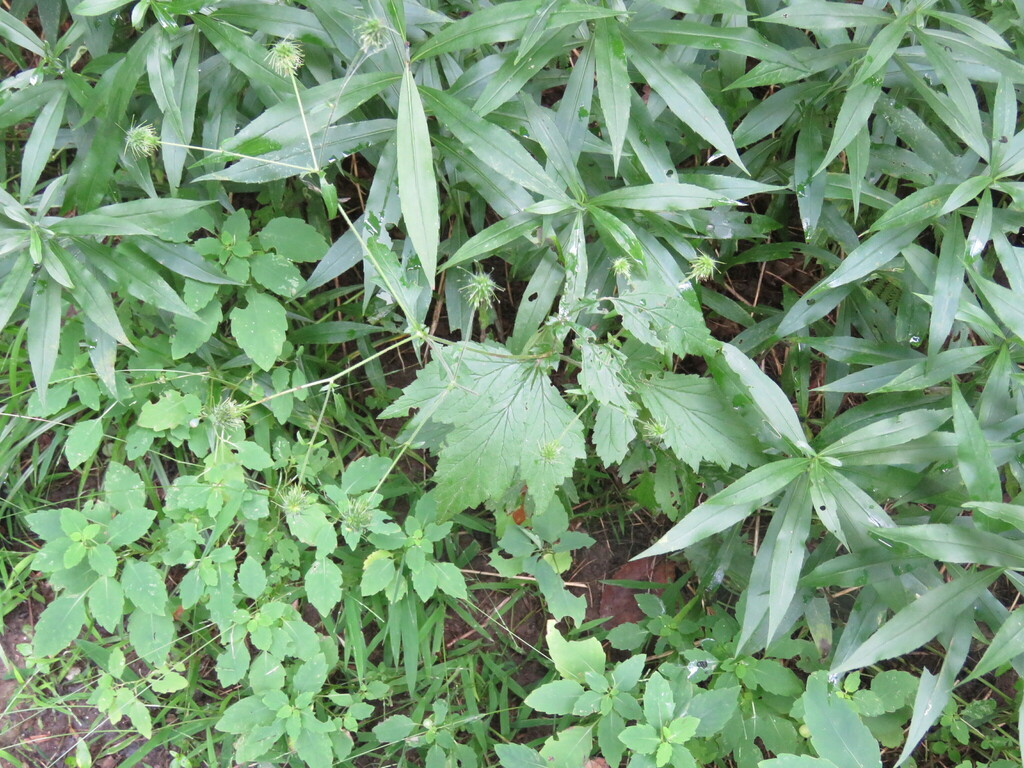 avens from Preston Pond, Bolton, VT 05465, USA on August 27, 2022 at 12
