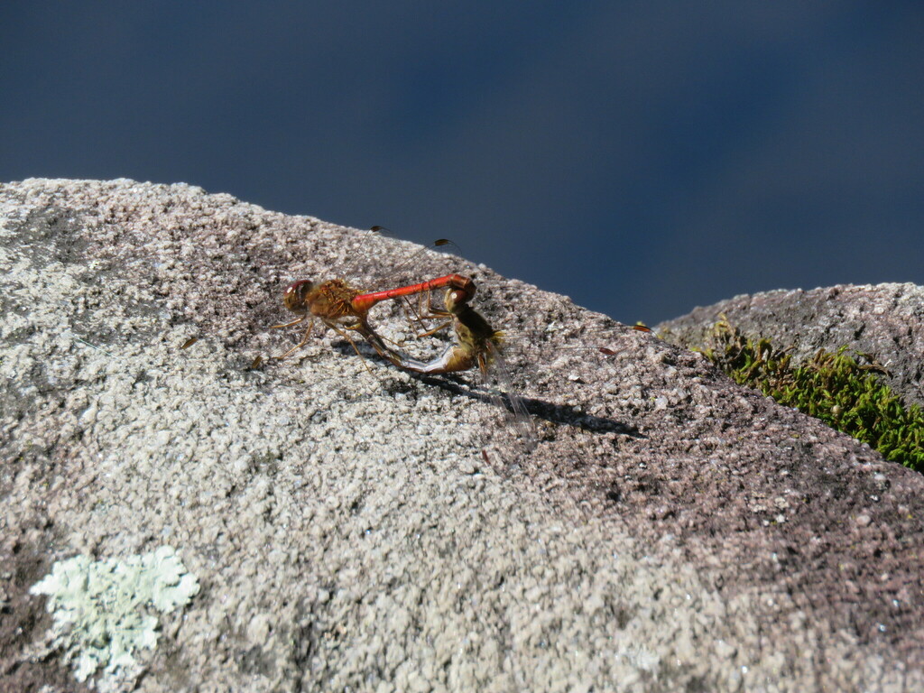 Autumn Meadowhawk from Preston Pond, Bolton, VT 05465, USA on August 27