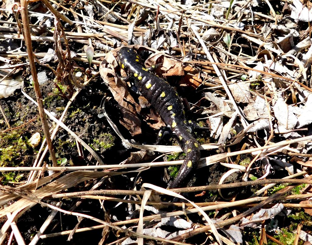 Spotted Salamander from 1944 Hebert Rd, Williamstown, VT 05679, USA on