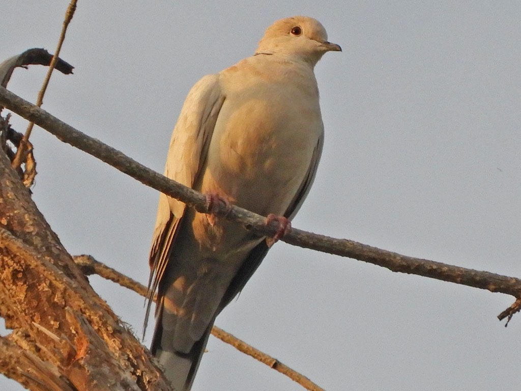 Eurasian CollaredDove from Riverside Park, Yuma, Arizona, USA on March 5, 2024 at 0617 PM by