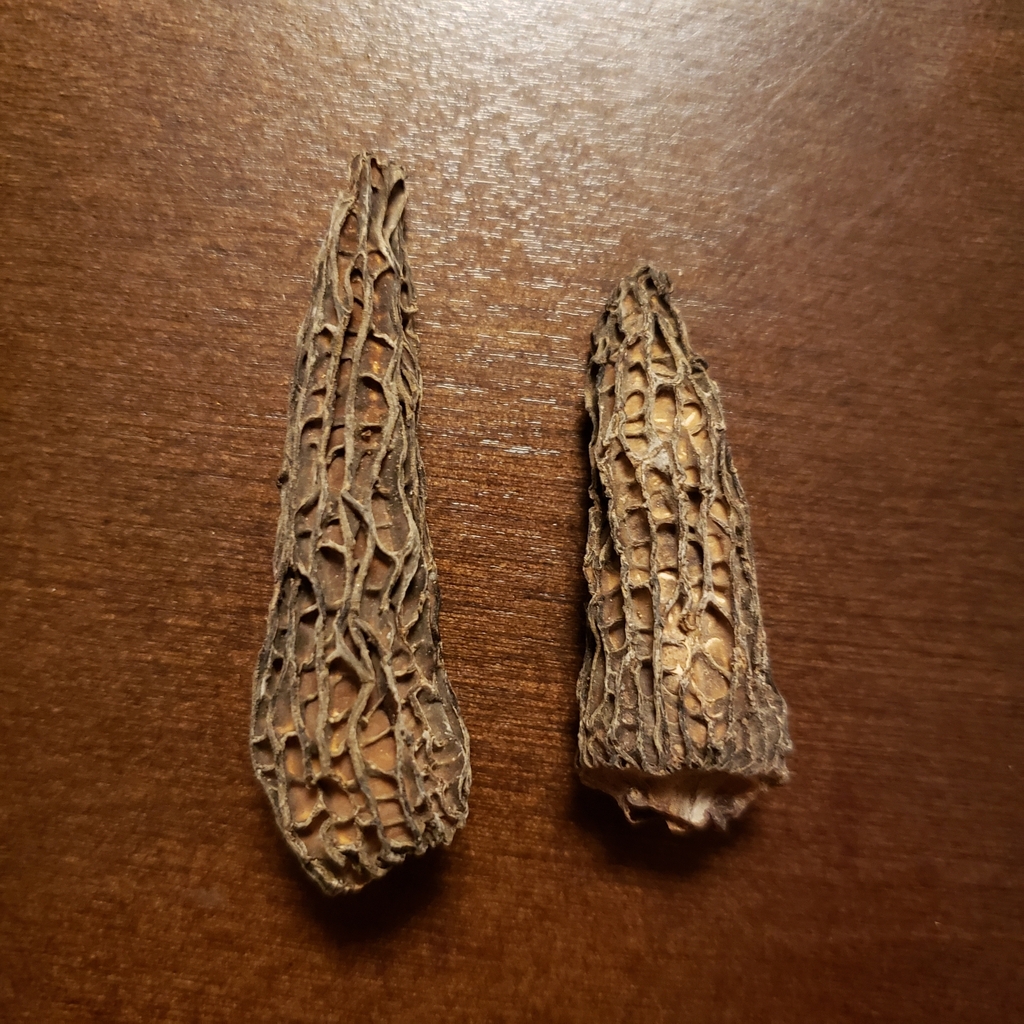 Black Morels from North Randall, OH 44128, USA on March 10, 2024 at 09