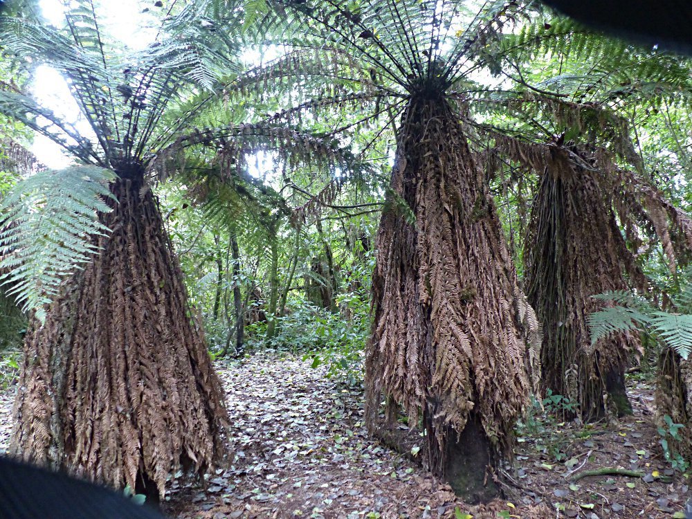 golden tree fern from Manunui, New Zealand on March 29, 2019 at 0507