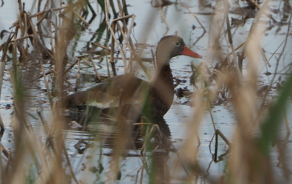 Blackbellied WhistlingDuck from 0 0 0 1 Altamaha WMA tower on March