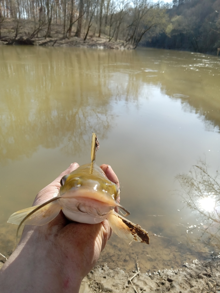 Channel Catfish from Rowletts, KY 42765, USA on March 12, 2024 at 0439