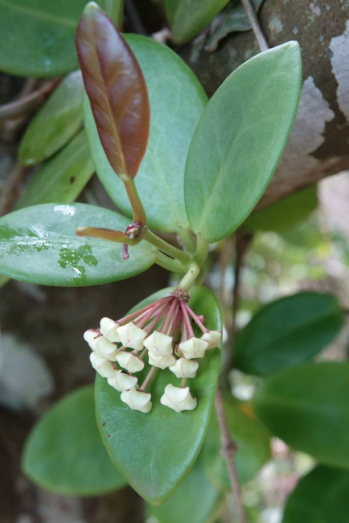 native hoya (Flora on K'gari) · iNaturalist