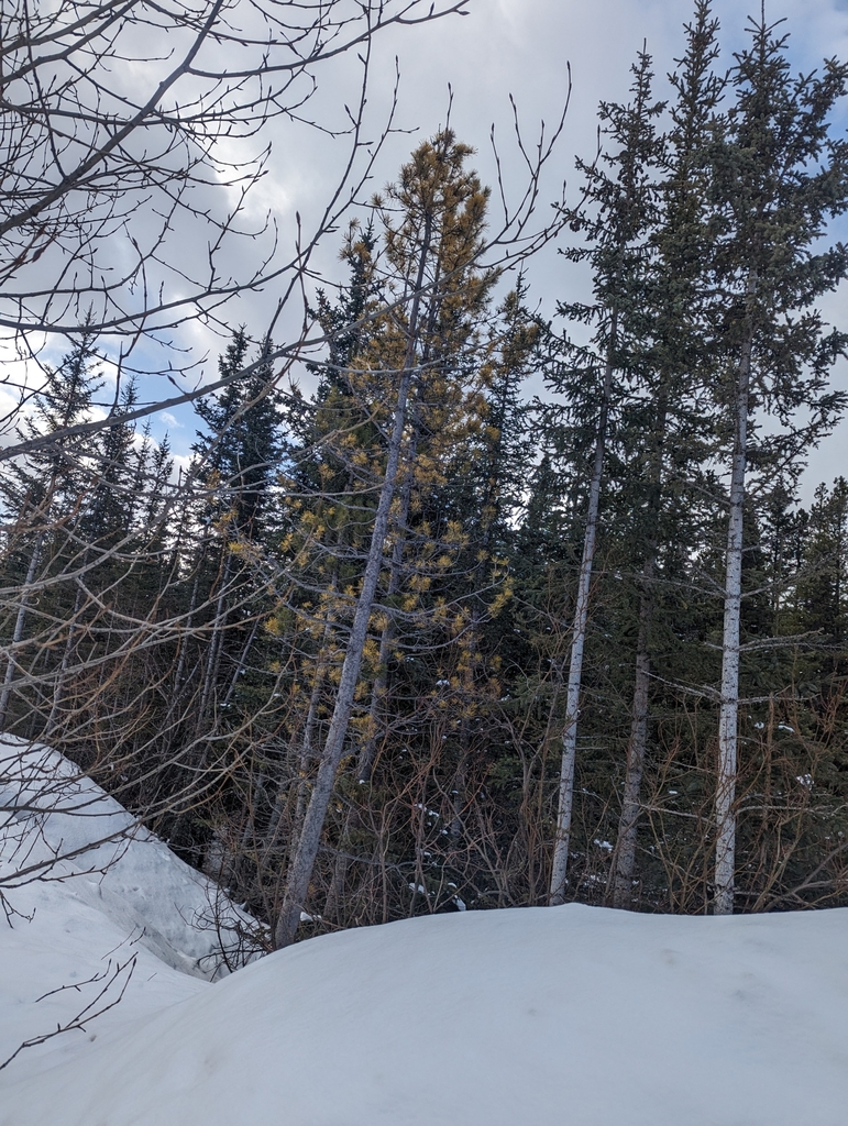 Interior Lodgepole Pine from Improvement District No. 9, AB T0L, Canada