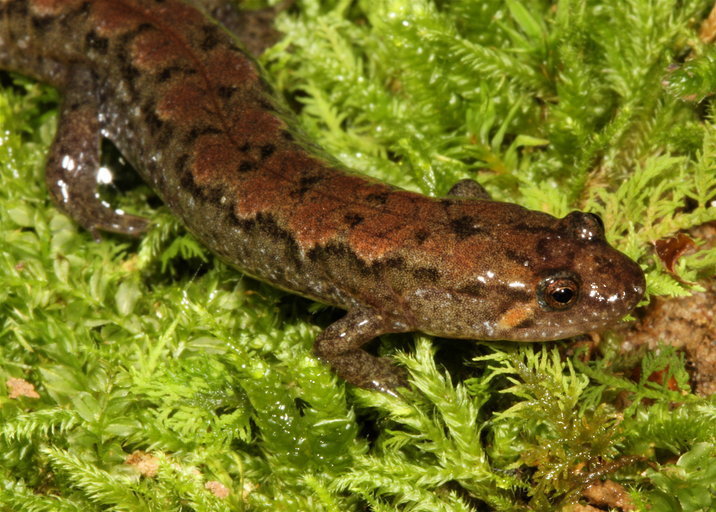Southern Dusky Salamander
