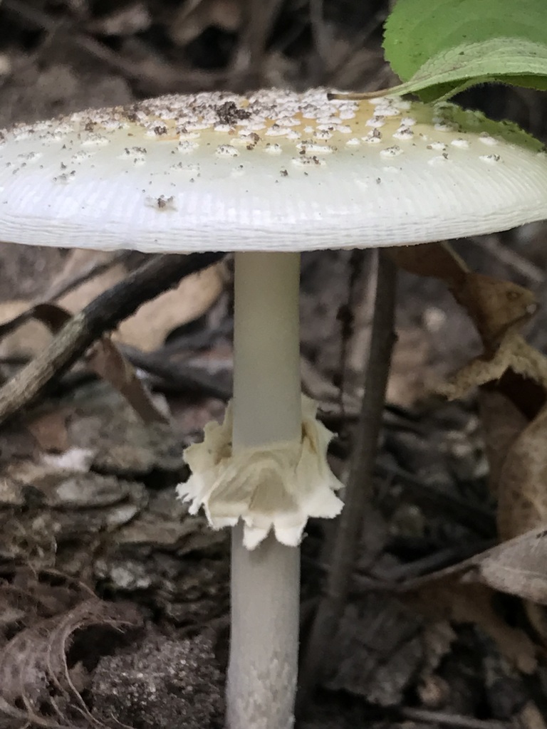 Small FunnelVeil Amanita from St Croix County, WI, USA on August 9