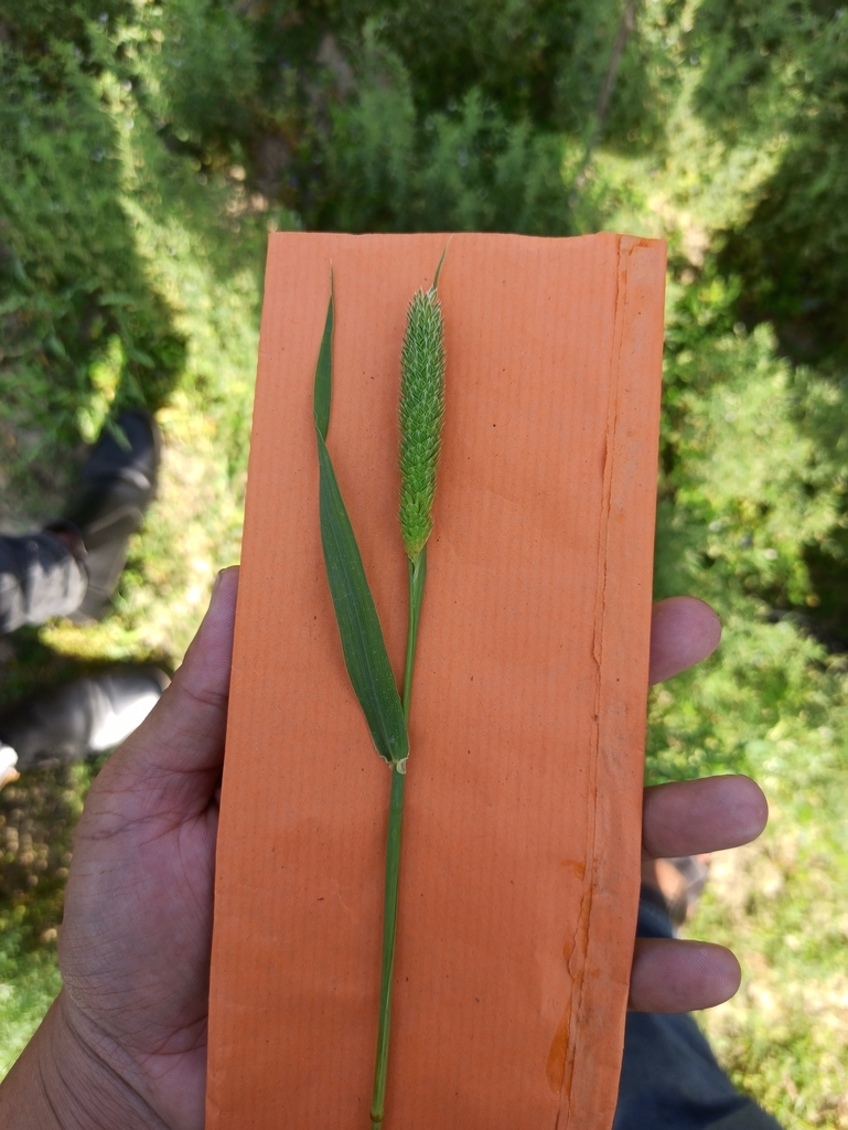 Green Bristle Grass from G4RC+2MW, Tikapur 10901, Nepal on March 15