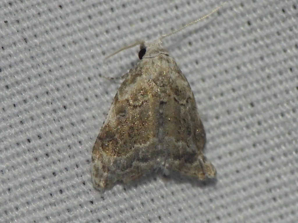 Tufted Moths from Dhahran Saudi Arabia on March 4, 2024 at 0841 PM by