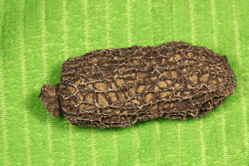 true morels from Strip District, Pittsburgh, PA, USA on March 10, 2024