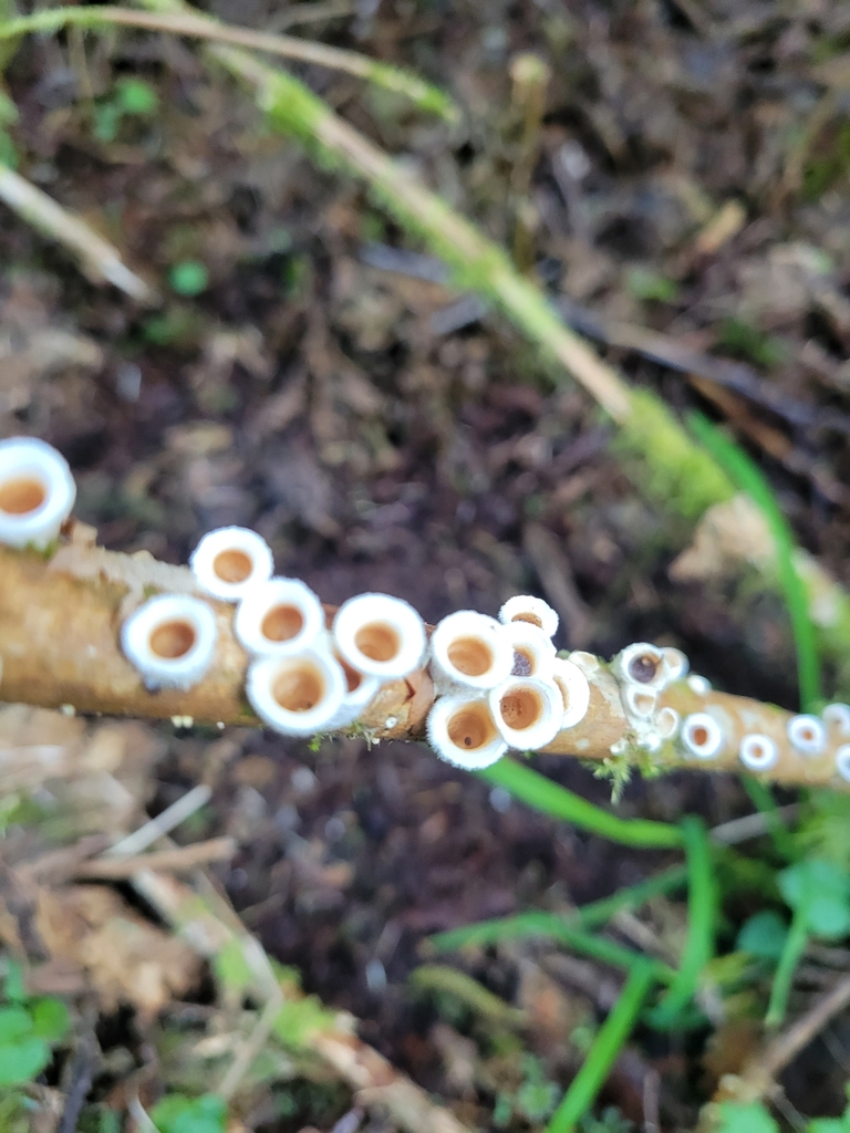 woolly bird's nest fungus from Clallam Bay, WA 98326, USA on March 18