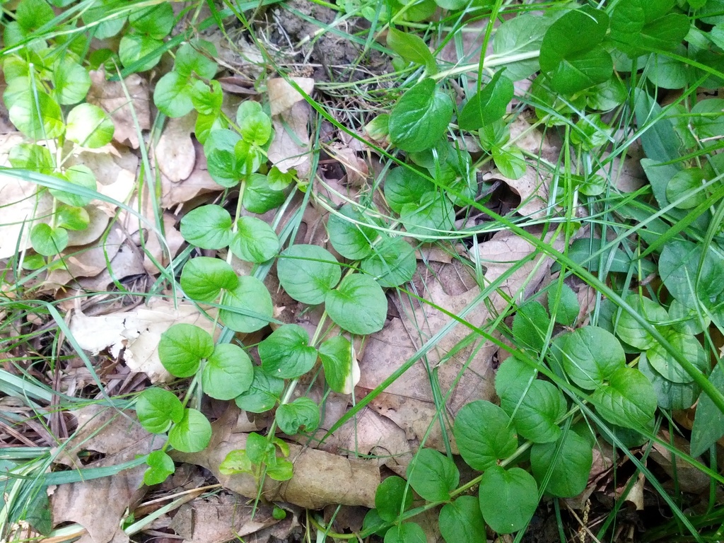 CreepingJenny (Invasive Exotic Plants of North Carolina) · iNaturalist