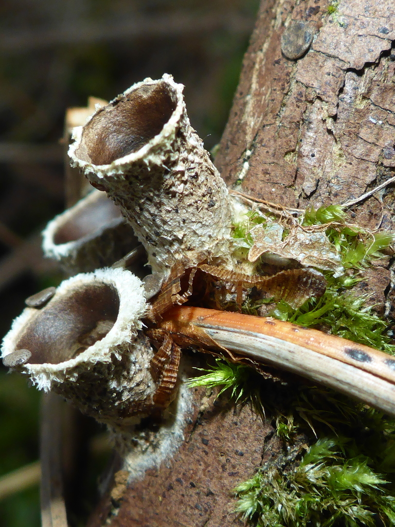 woolly bird's nest fungus from Cooper Mountain Aloha North, Beaverton