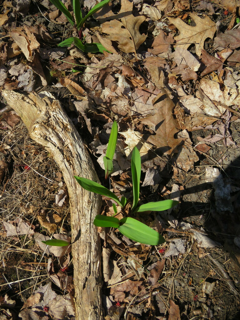 wild leek from Niquette Bay State Park, Colchester, VT 05446, USA on