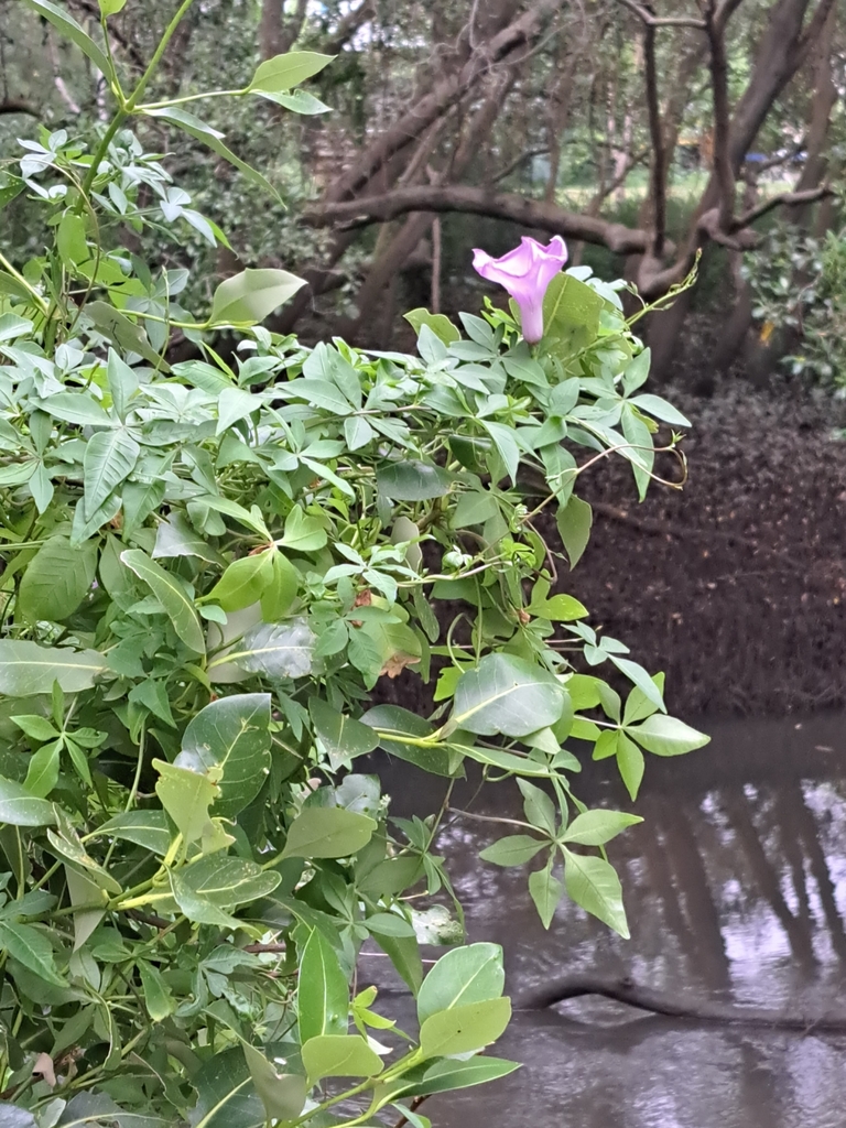 Mileaminute vine from Stones Corner QLD 4120, Australia on March 21