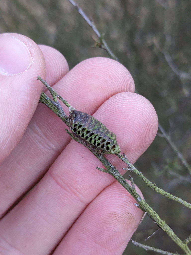 New Zealand Mantis from Waimakariri River Regional Park, West Melton