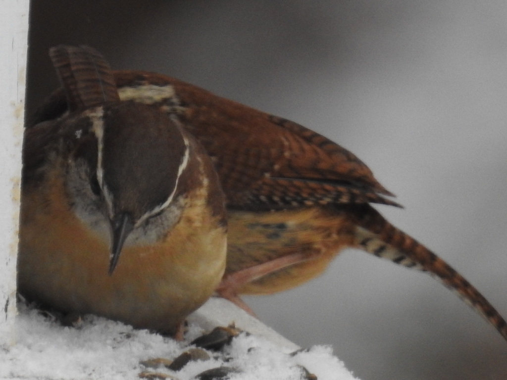 Carolina Wren from Merivale Gardens Grenfell Glen Pineglen