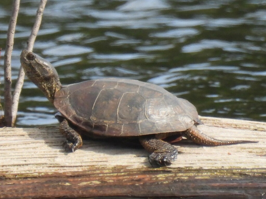 Western Pond Turtle from 1800 Ignacio Blvd, Novato, CA 94949, USA on