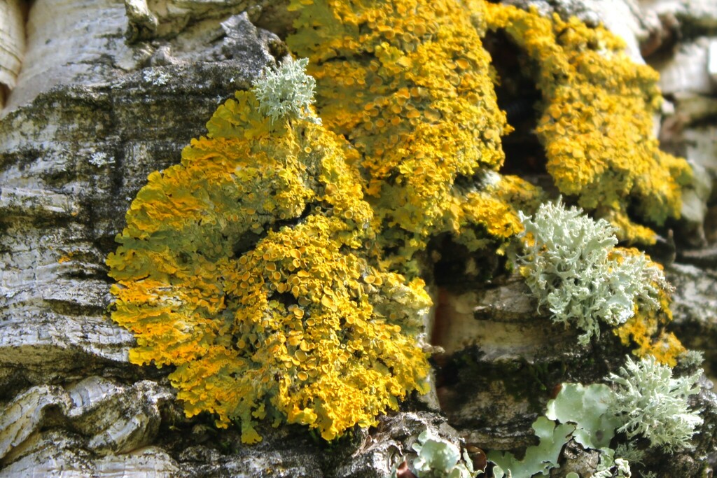 Sunburst Lichens from 1800 Ignacio Blvd, Novato, CA 94949, USA on March