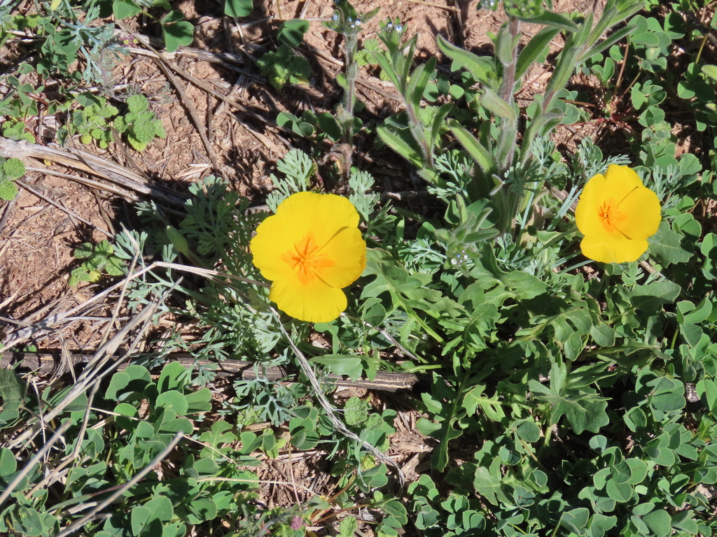 California poppy from 150 Blue Heaven Road, Patagonia, AZ 85624, USA on