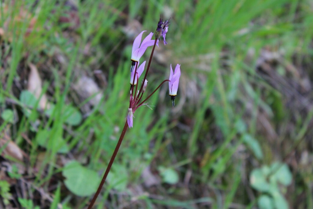 Henderson's shooting star from 1800 Ignacio Blvd, Novato, CA 94949, USA