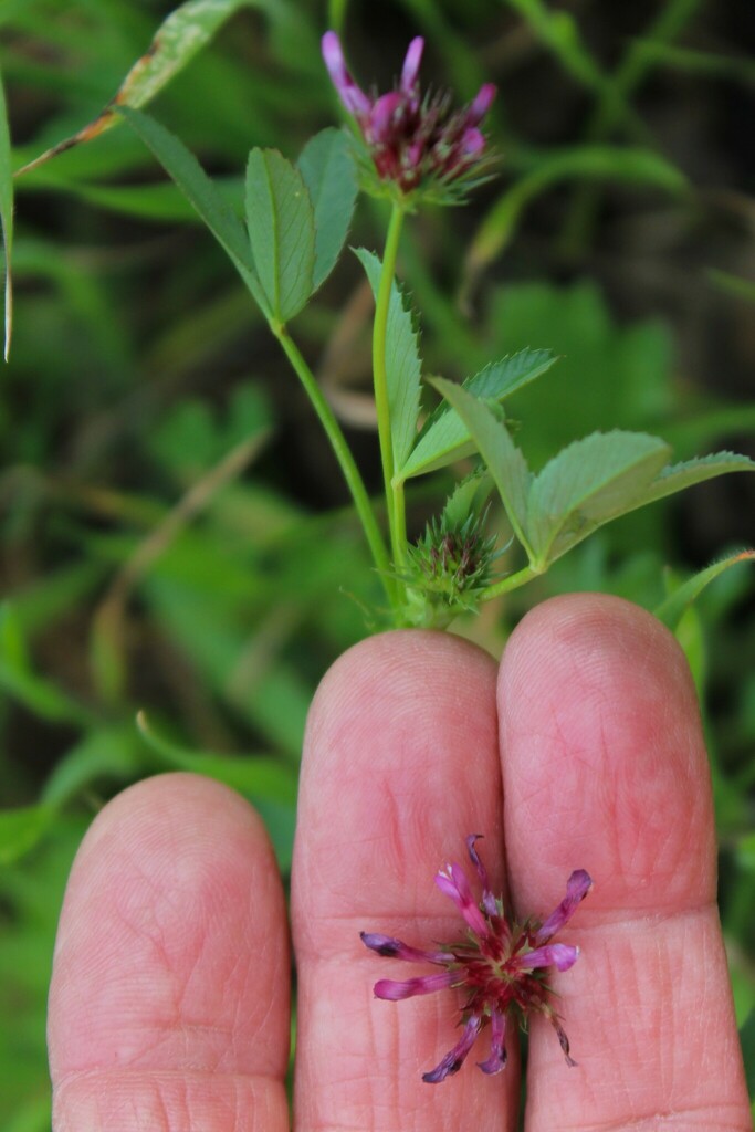 tomcat clover from 1800 Ignacio Blvd, Novato, CA 94949, USA on March 25
