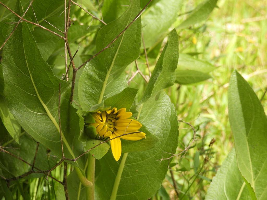 smooth muleears from 1800 Ignacio Blvd, Novato, CA 94949, USA on March